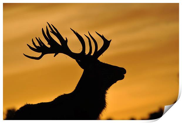 red deer stag at sunset Print by Peter Righteous