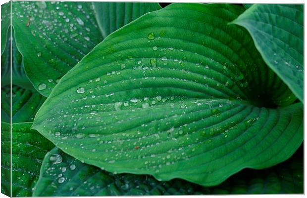 Green leaf and rain droplets  Canvas Print by Jonathan Evans