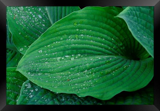 Green leaf and rain droplets  Framed Print by Jonathan Evans
