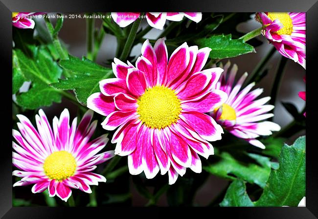  Chrysanthemum head in full bloom Framed Print by Frank Irwin