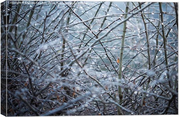  Frosty Hawthorn hedge Canvas Print by Andrew Kearton