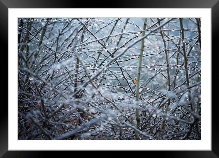  Frosty Hawthorn hedge Framed Mounted Print by Andrew Kearton