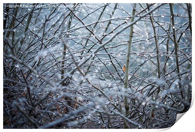  Frosty Hawthorn hedge Print by Andrew Kearton