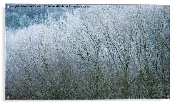  Frosted Willow abstract Acrylic by Andrew Kearton