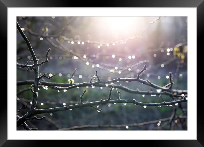  Frost and sparkly dew on Hawthorn branches Framed Mounted Print by Andrew Kearton