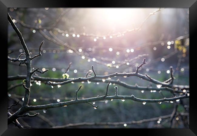  Frost and sparkly dew on Hawthorn branches Framed Print by Andrew Kearton