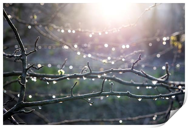  Frost and sparkly dew on Hawthorn branches Print by Andrew Kearton