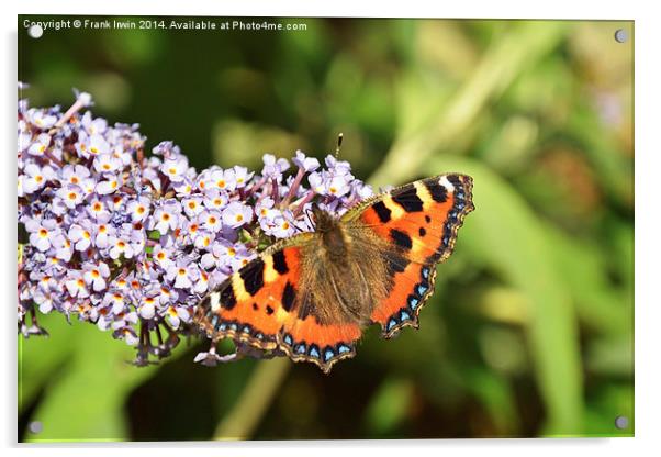  A beautiful Tortoiseshell butterfly feeds on Budd Acrylic by Frank Irwin