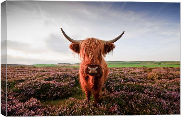   Are You Looking At Me? Canvas Print by James Grant