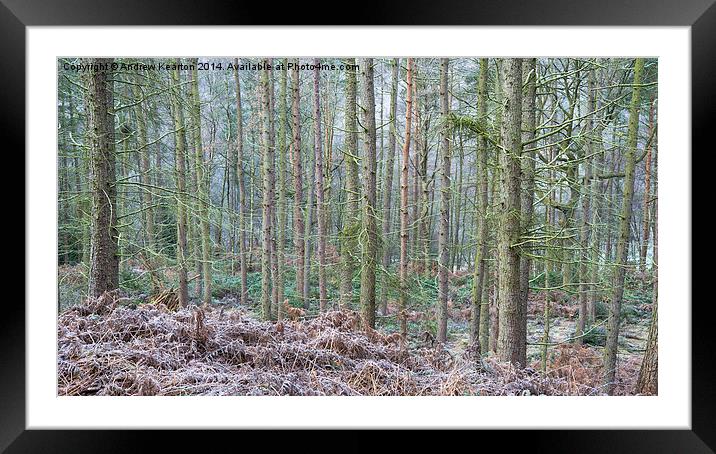  Winter in the pine forest Framed Mounted Print by Andrew Kearton