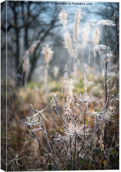  Frosted wildflower stems Canvas Print by Andrew Kearton