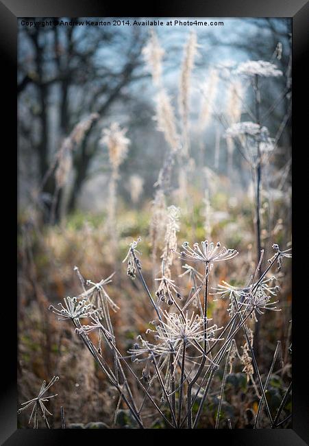  Frosted wildflower stems Framed Print by Andrew Kearton