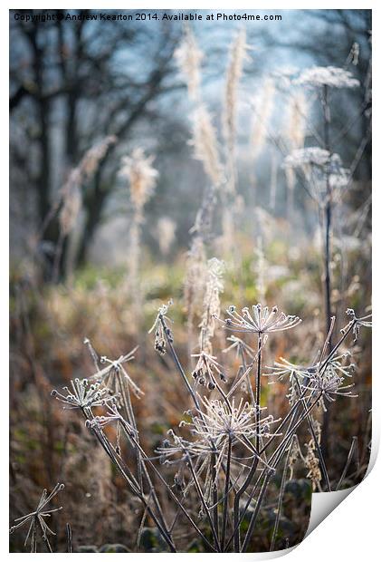  Frosted wildflower stems Print by Andrew Kearton