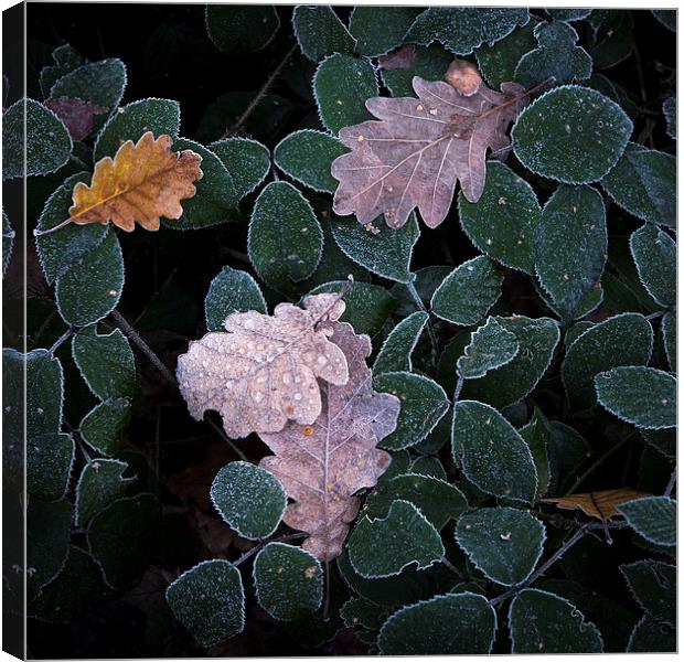  Frosted leaf edges Canvas Print by Andrew Kearton