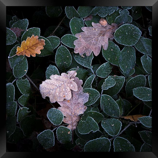  Frosted leaf edges Framed Print by Andrew Kearton