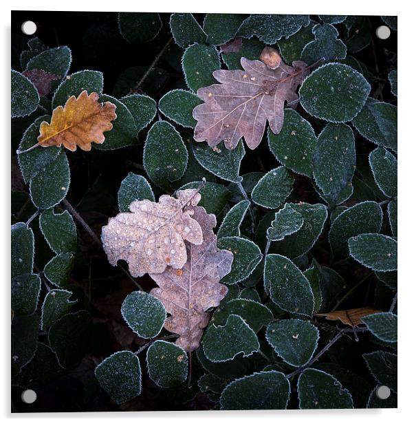  Frosted leaf edges Acrylic by Andrew Kearton