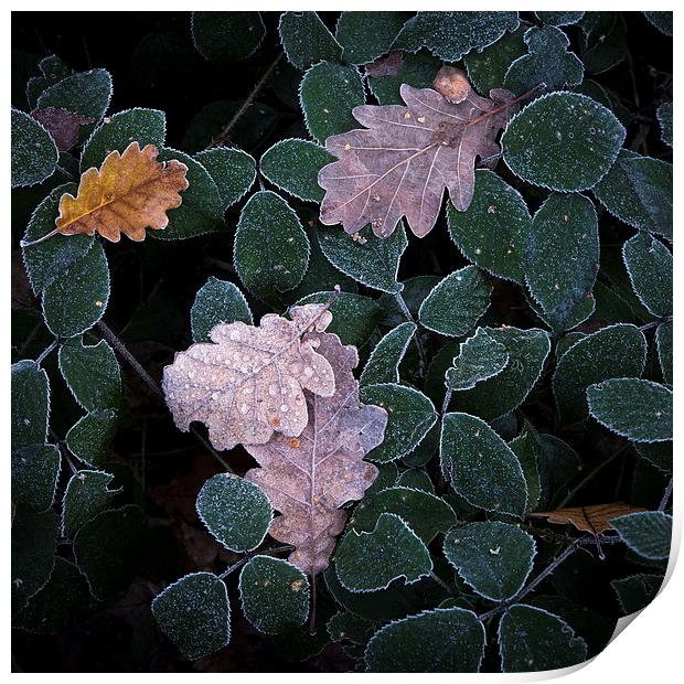  Frosted leaf edges Print by Andrew Kearton