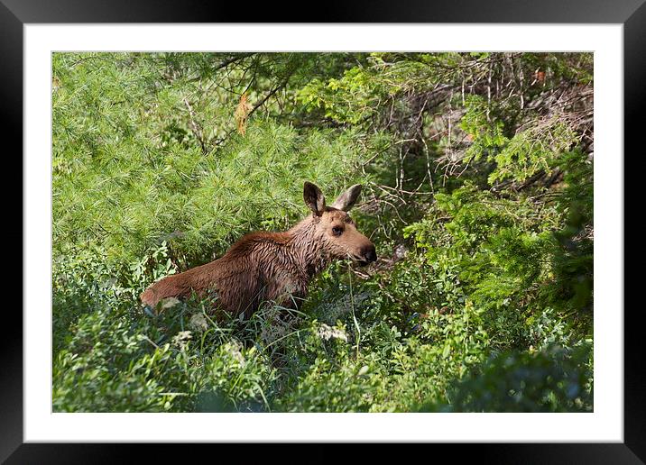 Lost Moose Calf Framed Mounted Print by Duncan Mathews
