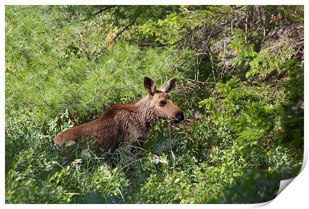 Lost Moose Calf Print by Duncan Mathews