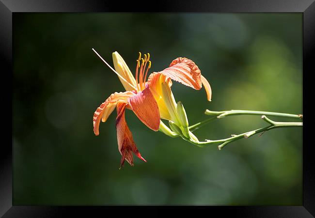 Summer Flower  Framed Print by Duncan Mathews