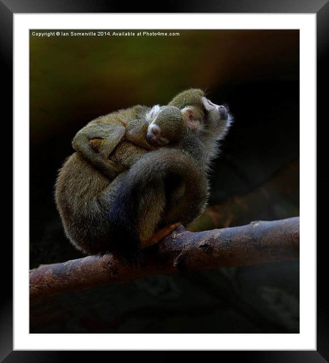  Hold tight little one Framed Mounted Print by Ian Somerville