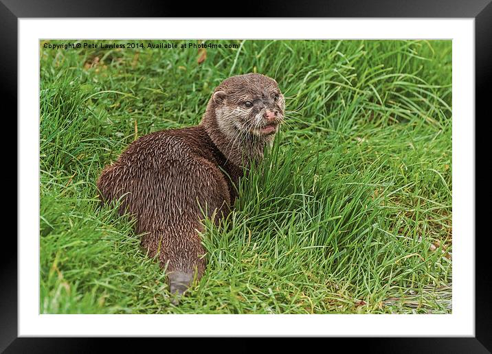  Otter Framed Mounted Print by Pete Lawless