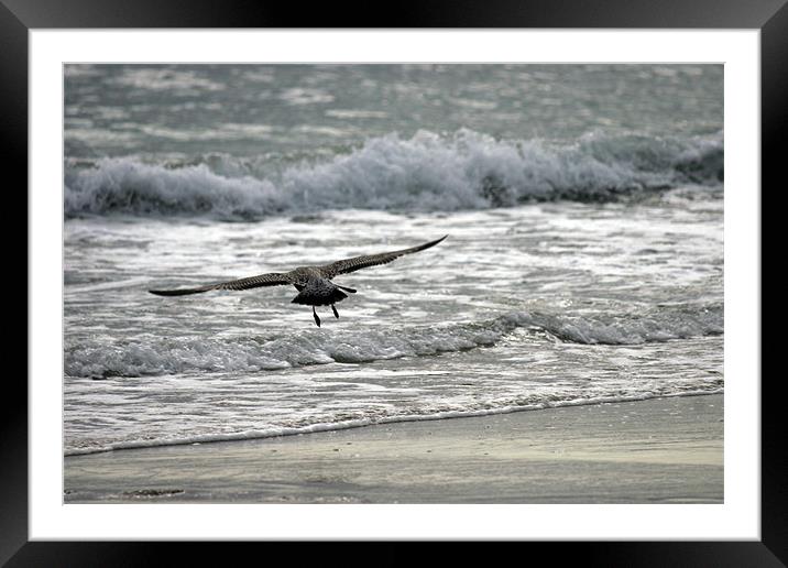Surfing On The Wing Framed Mounted Print by Rick Wilson