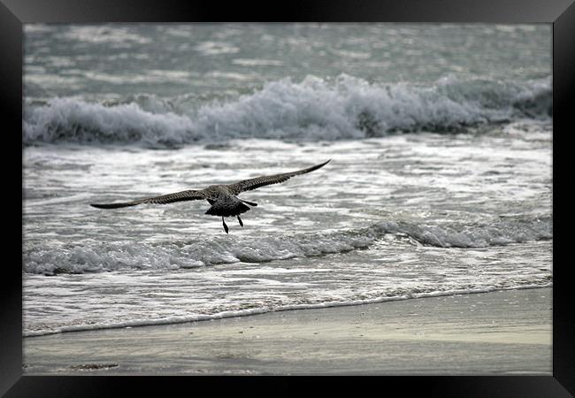 Surfing On The Wing Framed Print by Rick Wilson