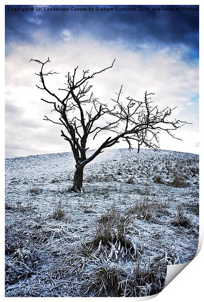 Lone Tree in Winter  Print by Graham Custance