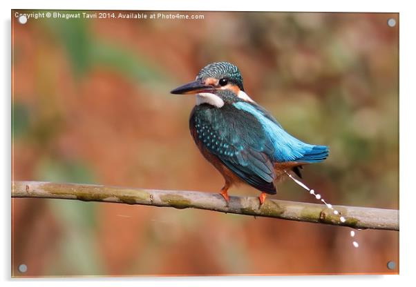  Common Kingfisher Acrylic by Bhagwat Tavri