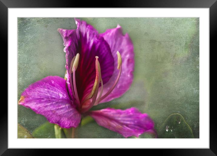  Pink Tropical Flower Framed Mounted Print by Belinda Greb