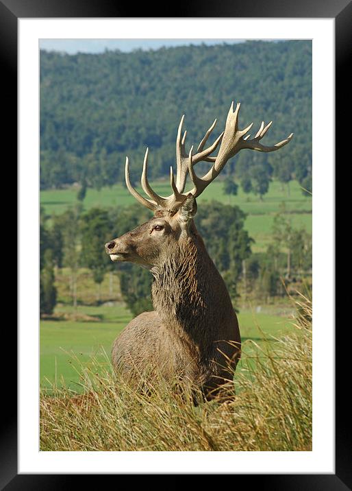 17-point stag Framed Mounted Print by Peter Righteous
