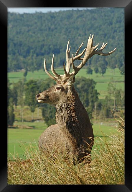 17-point stag Framed Print by Peter Righteous