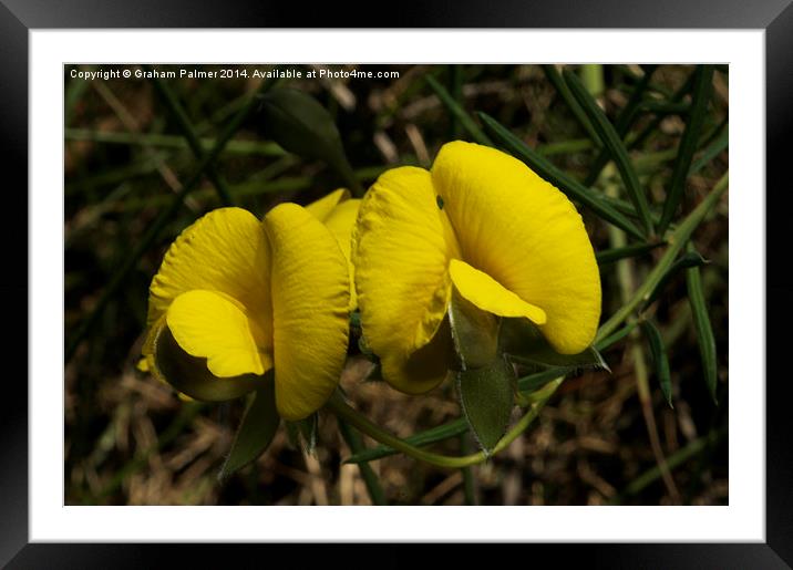  Heath Parrot Pea Framed Mounted Print by Graham Palmer