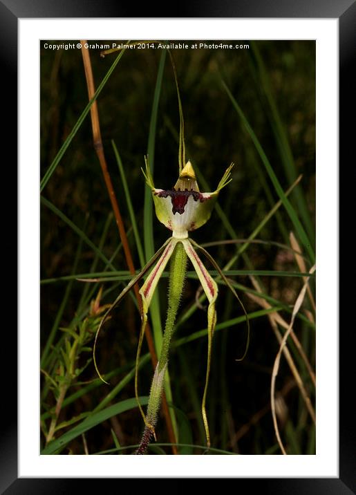  Specimen Spider Orchid Framed Mounted Print by Graham Palmer