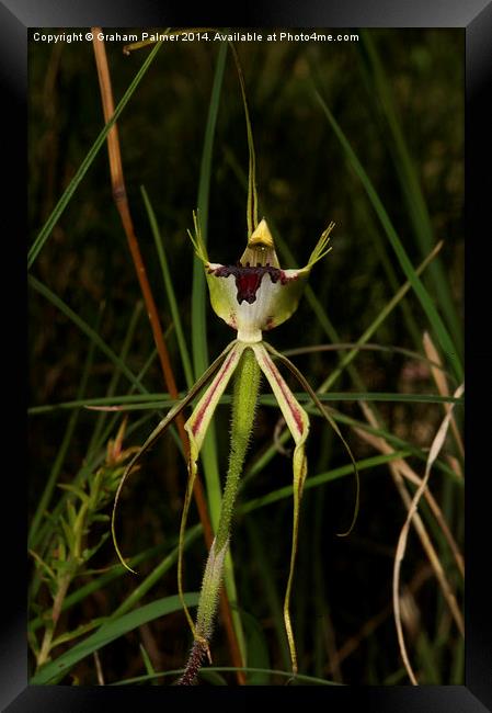  Specimen Spider Orchid Framed Print by Graham Palmer