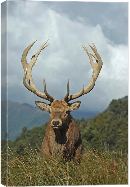 13 point stag Canvas Print by Peter Righteous
