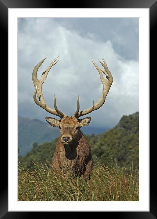 13 point stag Framed Mounted Print by Peter Righteous