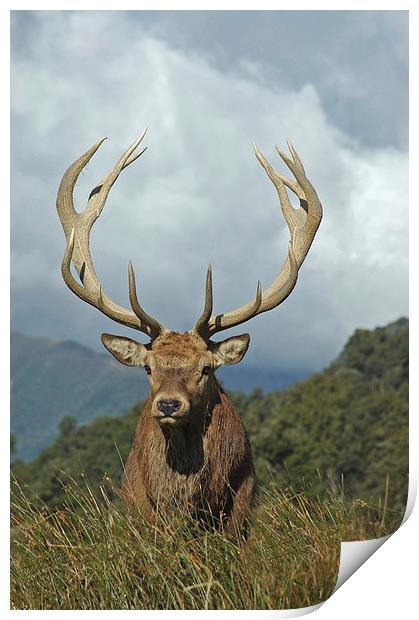 13 point stag Print by Peter Righteous