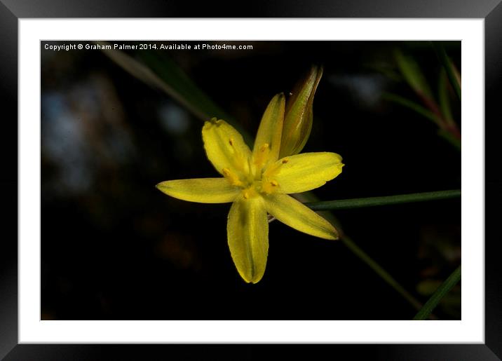  Rush Lily In Flower Framed Mounted Print by Graham Palmer