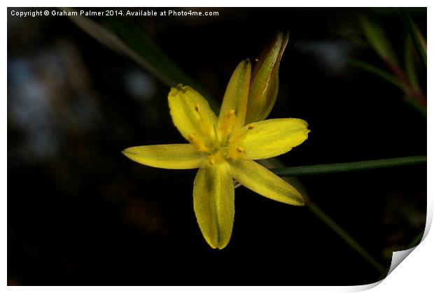  Rush Lily In Flower Print by Graham Palmer