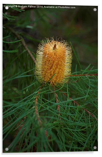  Hairpin Banksia Acrylic by Graham Palmer