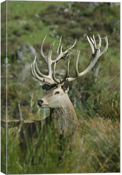 20-point stag Canvas Print by Peter Righteous