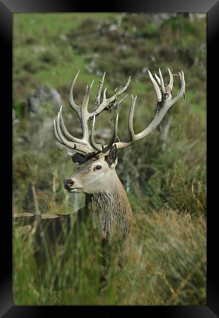 20-point stag Framed Print by Peter Righteous