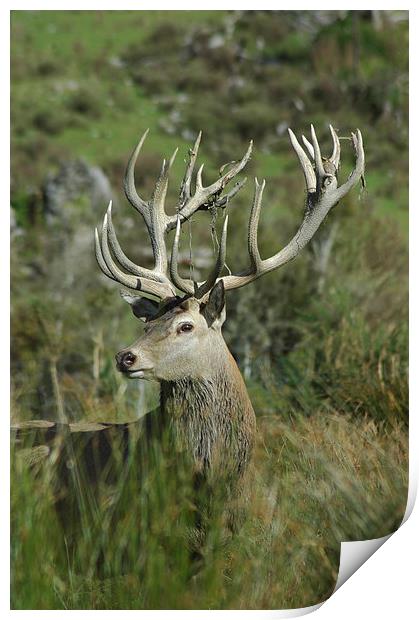 20-point stag Print by Peter Righteous