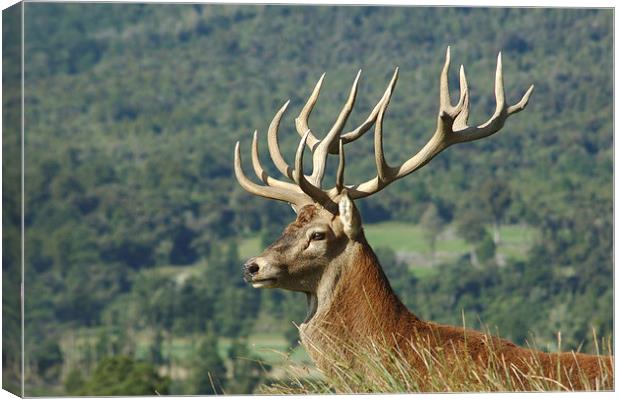 15-point stag in profile Canvas Print by Peter Righteous