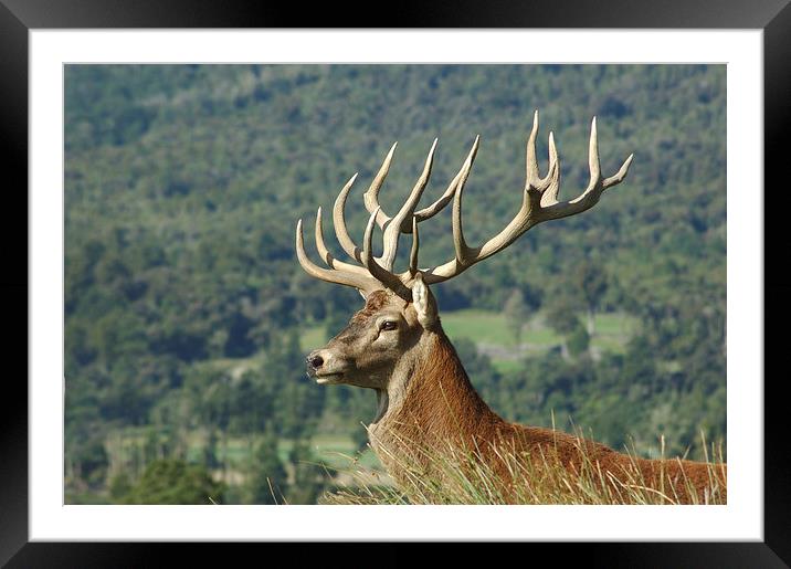 15-point stag in profile Framed Mounted Print by Peter Righteous