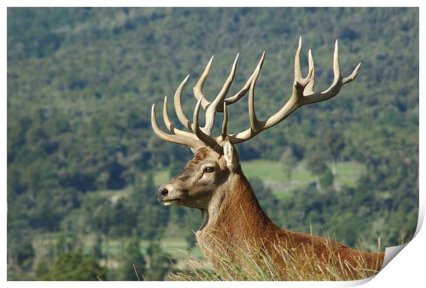 15-point stag in profile Print by Peter Righteous