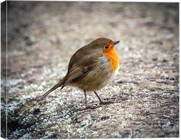 Robin Canvas Print by Victor Burnside