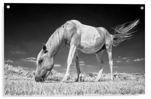 New Forest Pony Acrylic by Martin Parratt